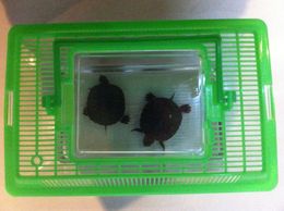 宠物饲养箱子手提宠物盒乌龟苗饲养箱子巴西龟草龟苗专用金鱼可用