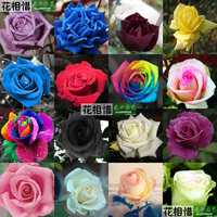 家居盆栽观花植物种子 玫瑰种子 24品种 0.1元一粒 满10元包邮