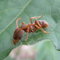 宠物蚂蚁|扁头厚结猛蚁（Pachycondyla astuta）|1后+50多工 有货