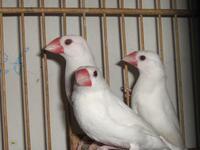 全国包活  白文鸟  灰文鸟种鸟  可配对繁殖