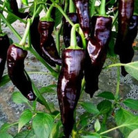 【天天特价】蔬菜精品彩色辣椒 紫色辣椒种子 可以大面积种植10粒