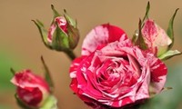 月季玫瑰系列 大花微月 条纹月季 剑叶 1年裸根中苗