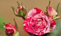 月季玫瑰系列 大花微月 条纹月季 剑叶 1年裸根中苗