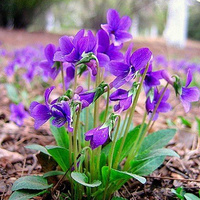 彩包花卉种子【紫花地丁】家庭种植实用装 约50粒