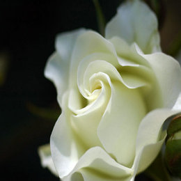 秒杀纯种玫瑰 盆栽花卉 白雪公主 高档玫瑰之一 以白著称行业之首