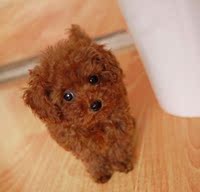 可爱玩具型泰迪幼犬带回家 家养健康 实体店 宠物狗 活体签订合同