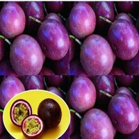 台湾进口  百香果-紫黑色种子 鸡蛋果 果实具有美容养颜  3粒