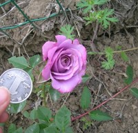 月季玫瑰系列 紫精灵 大花微月 少见的颜色 1.5年裸根苗