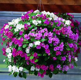 花卉种子 阳台垂吊花卉盆栽 非洲凤仙花 盆栽室内植物