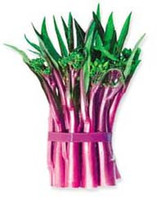 家庭小菜园最佳 特菜 红菜苔种子 好吃 生长速度快  60粒/元