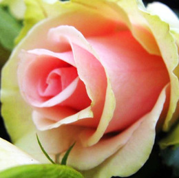 玫瑰种子 盆栽花卉进口玫瑰花种子 玫瑰种子四季播   阳台种植