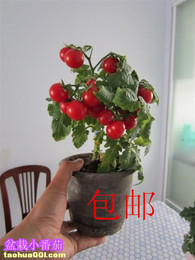 室内盆栽花卉小番茄蔬菜种子四季阳台易种青菜植物春播水果籽批发