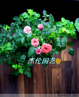 藤本月季（ 粉花蔷薇）  特价热卖 迷你小盆栽 美丽植物