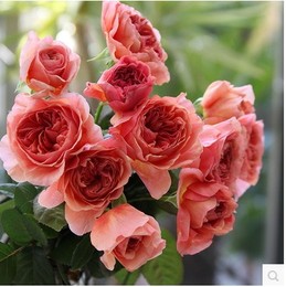 月季玫瑰系列 香织装饰 简称 香织 很香 长势慢 小苗