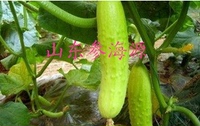 胶东特产-海阳白玉黄瓜 部分地区5斤包邮