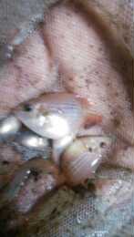 热带鱼观赏鱼球宝石苗血钻苗两到三厘米广东省内满百包邮
