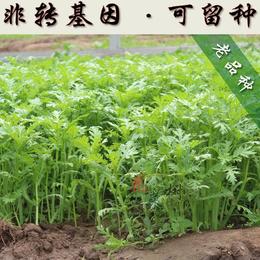 春播非转基因老品种茼蒿蔬菜种子批发四季阳台盆栽可留种小青菜苗
