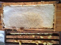 长白山张广才岭纯天然优质自产成熟椴树蜜蜜脾带蜂框包邮5折