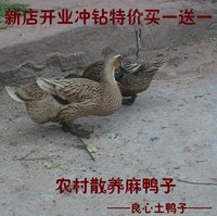 正宗2年老鸭子重庆武陵高山草鸭农家散养土鸭麻鸭子新鲜现杀包邮