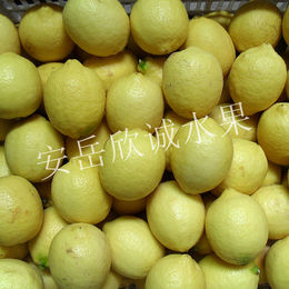 安岳柠檬新鲜特产尤力克有机黄柠檬新鲜水果一级果1750g水果免邮