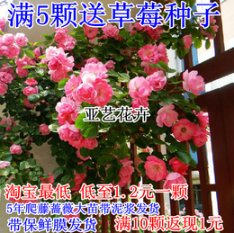 5株包邮 多花月季蔷薇花苗 花卉盆栽植物 开花280天2-3年