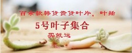 韩国进口多肉植物叶片叶子蓝丝绒等月影系列叶子套餐叶插包邮