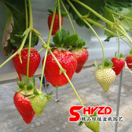 四季草莓苗 盆栽奶油草莓苗 地栽 盆栽 多品种可选 食用caomei