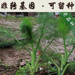 批发可留种非转基因春季小茴香蔬菜种子四季室内植物阳台盆栽菜苗