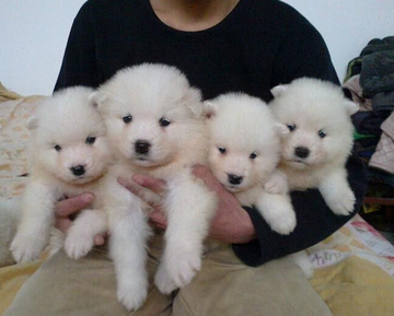 赛级澳版 纯种 萨摩耶 幼犬出售 宠物狗 白色微笑天使 健康F 狗狗
