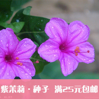 家庭阳台花卉种植 种花种子 紫茉莉  茉莉花种子