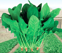 蔬菠1号/菠菜种子 春秋冬 高产较耐热中国农科院蔬菜种子10g-400g