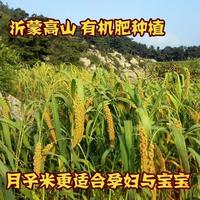 农家小黄米新小米 杂粮农家自产小米杂粮自产粮食黄小米月子米