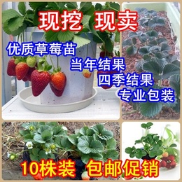 基地直销草莓苗 盆栽 南方北方 阳台果树水果 蔬菜 四季结果 包邮