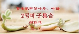 韩国进口多肉植物叶片砂糖蜡牡丹珊瑚珠绿龟卵紫丽殿红手指玉坠