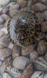 外塘宠物龟2015新巴西龟宠物活体龟背甲9-10厘米以上包运输风险