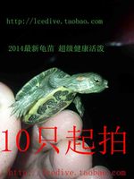 2015龟苗宠物龟活体巴西龟苗彩龟苗红耳龟苗小乌龟苗批发免包装