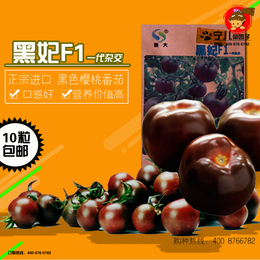黑妃黑番茄樱桃番茄种子黑芙蓉大果黑番茄西红柿种子批量种植品种
