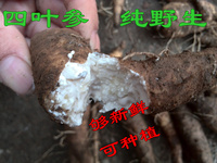 2015野生新鲜山海螺幼苗 奶参 羊乳根 四叶参种子批发 现挖发货