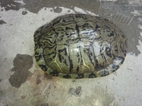 8年外塘大巴西龟种龟18-22厘米活体宠物龟招财龟长寿龟包邮