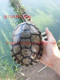 进口纯种种公龟巴西龟水龟活体强公龟包邮照片视频墨化白化公龟