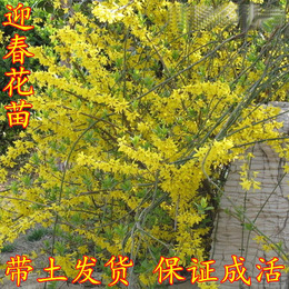 包邮迎春四年大苗 当年开花 黄色花朵枝条茂盛包成活庭院阳台必备