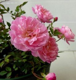 月季玫瑰系列 日本微月浪花 多头勤花容易开爆后很仙 扦插小苗