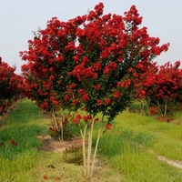 庭院绿化盆栽进口美国红火球红火箭紫薇花苗最红紫薇树苗红花植物