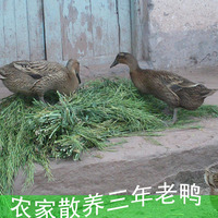 重庆武陵山三年老麻鸭子农家散养老鸭子土鸭水鸭现杀活鸭老鸭汤