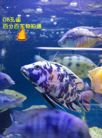 小火水族 OB孔雀 5-6CM 马鲷 热带鱼 观赏鱼 活体 顺丰发货