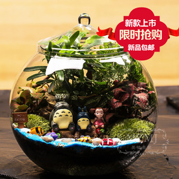 苔藓微景观植物创意办公桌面绿植大号圆瓶宫崎骏龙猫生日结婚礼物
