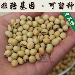 春播大黄豆非转基因老品种蔬菜种子批发粮食植物可留种青毛豆种子