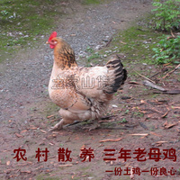 重庆黄水农家散养鸡三年土鸡大公鸡活鸡农村自养走地鸡柴鸡老母鸡
