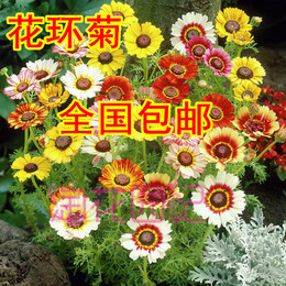 花环菊种子 盆栽花种子 室内室外均可种植 四季易种类菊花 秋播