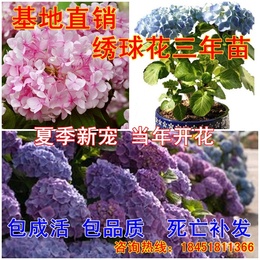 【天天特价】阳台盆栽庭院绿植 花卉植物 八仙花 绣球花苗 耐寒